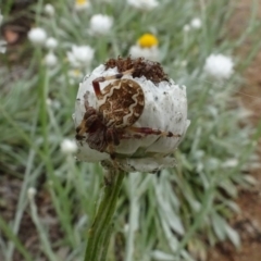 Araneus hamiltoni at Molonglo Valley, ACT - 28 Feb 2022