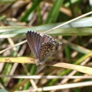 Theclinesthes serpentata at Murrumbateman, NSW - 27 Feb 2022 03:12 PM