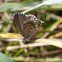 Theclinesthes serpentata at Murrumbateman, NSW - 27 Feb 2022