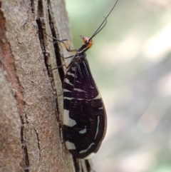 Porismus strigatus (Pied Lacewing) at Murrumbateman, NSW - 27 Feb 2022 by SimoneC