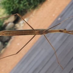 Pseudomantis albofimbriata (False garden mantis) at Gundaroo, NSW - 28 Feb 2022 by Gunyijan