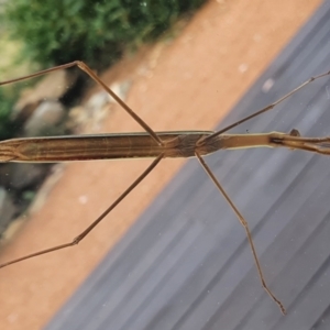 Pseudomantis albofimbriata at Gundaroo, NSW - 28 Feb 2022 06:20 PM