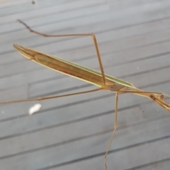 Pseudomantis albofimbriata at Gundaroo, NSW - 28 Feb 2022