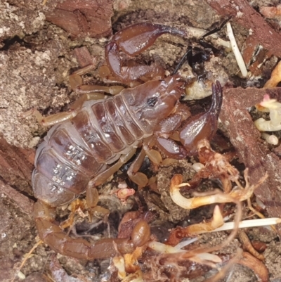 Urodacus manicatus (Black Rock Scorpion) at Gundaroo, NSW - 28 Feb 2022 by Gunyijan