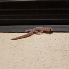 Christinus marmoratus (Southern Marbled Gecko) at Weston, ACT - 28 Feb 2022 by Stevemck84