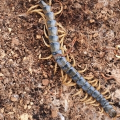 Cormocephalus aurantiipes (Orange-legged Centipede) at Gundaroo, NSW - 28 Feb 2022 by Gunyijan