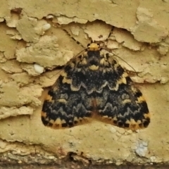 Halone coryphoea (Eastern Halone moth) at Wanniassa, ACT - 28 Feb 2022 by JohnBundock