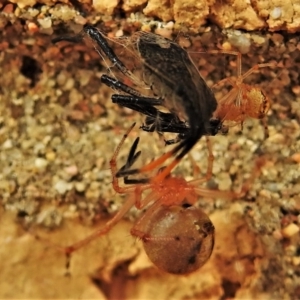 Theridiidae (family) at Wanniassa, ACT - 28 Feb 2022 02:50 PM