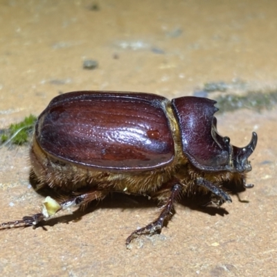 Dasygnathus sp. (genus) (Rhinoceros beetle) at Jerrabomberra, NSW - 28 Feb 2022 by SteveBorkowskis