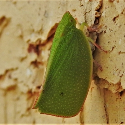 Siphanta acuta (Green planthopper, Torpedo bug) at Wanniassa, ACT - 27 Feb 2022 by JohnBundock