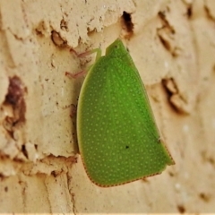 Siphanta acuta at Wanniassa, ACT - 27 Feb 2022