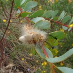 Orgyia anartoides at Molonglo Valley, ACT - 28 Feb 2022