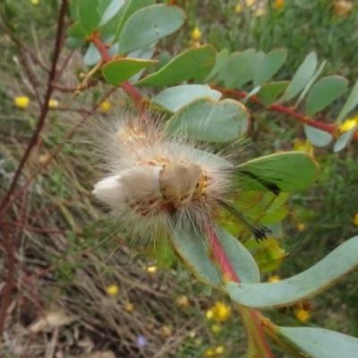 Orgyia anartoides (Painted Apple Moth) at Sth Tablelands Ecosystem Park - 28 Feb 2022 by AndyRussell