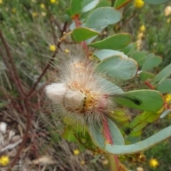 Orgyia anartoides at Molonglo Valley, ACT - 28 Feb 2022