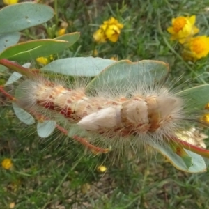 Orgyia anartoides at Molonglo Valley, ACT - 28 Feb 2022