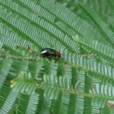Nisotra sp. (genus) (Flea beetle) at Sth Tablelands Ecosystem Park - 27 Feb 2022 by AndyRussell