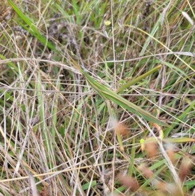 Acrida conica (Giant green slantface) at Jerrabomberra, NSW - 28 Feb 2022 by forest17178