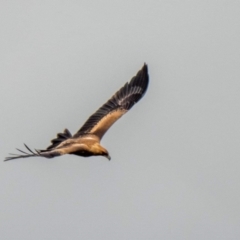 Aquila audax (Wedge-tailed Eagle) at Cook, ACT - 28 Feb 2022 by C_mperman