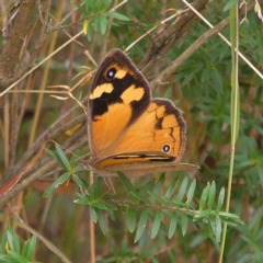 Heteronympha merope (Common Brown Butterfly) at Point 4997 - 27 Feb 2022 by MatthewFrawley