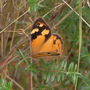 Heteronympha merope at Molonglo Valley, ACT - 27 Feb 2022