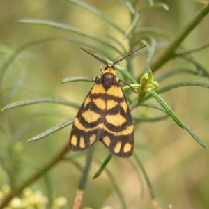 Asura lydia at Molonglo Valley, ACT - 27 Feb 2022 12:39 PM