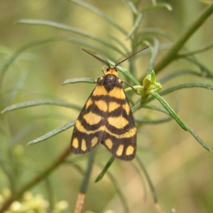 Asura lydia at Molonglo Valley, ACT - 27 Feb 2022