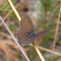 Erina hyacinthina (Varied Dusky-blue) at Molonglo Valley, ACT - 27 Feb 2022 by MatthewFrawley