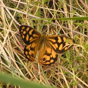 Heteronympha paradelpha at Molonglo Valley, ACT - 27 Feb 2022