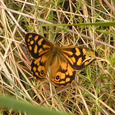 Heteronympha paradelpha (Spotted Brown) at Molonglo Valley, ACT - 27 Feb 2022 by MatthewFrawley