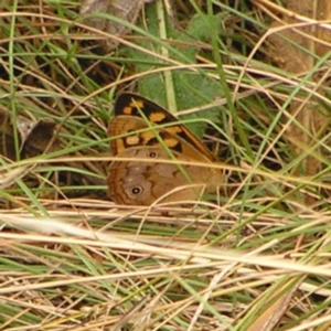 Heteronympha paradelpha at Molonglo Valley, ACT - 27 Feb 2022