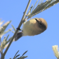 Acanthiza nana (Yellow Thornbill) at Gundaroo, NSW - 1 Sep 2021 by Gunyijan