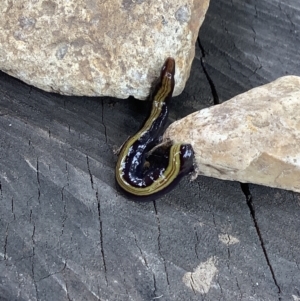 Caenoplana bicolor at Lyneham, ACT - 28 Feb 2022