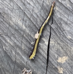 Caenoplana bicolor at Lyneham, ACT - 28 Feb 2022 12:49 PM