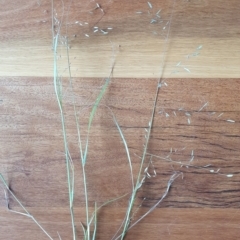 Eragrostis brownii (Common Love Grass) at Gundaroo, NSW - 1 Mar 2022 by Gunyijan
