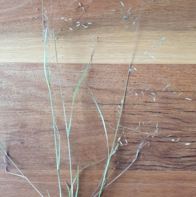 Eragrostis brownii (Common Love Grass) at Gundaroo, NSW - 28 Feb 2022 by Gunyijan
