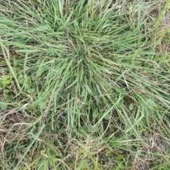 Eragrostis brownii at Gundaroo, NSW - 1 Mar 2022