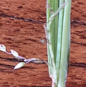 Eragrostis brownii at Gundaroo, NSW - 1 Mar 2022 10:47 AM