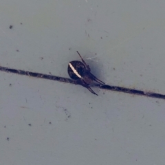 Araneinae (subfamily) (Orb weaver) at Parkes, ACT - 1 Mar 2022 by MarkT