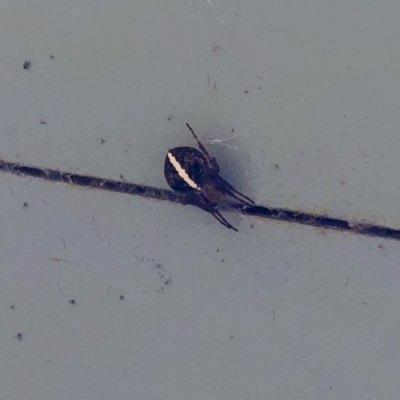 Araneinae (subfamily) (Orb weaver) at Lake Burley Griffin Central/East - 28 Feb 2022 by MarkT