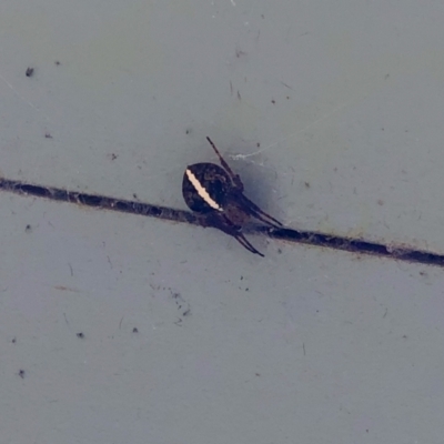 Araneinae (subfamily) (Orb weaver) at Parkes, ACT - 1 Mar 2022 by MarkT