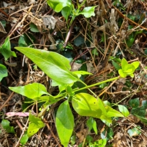 Vinca major at Jerrabomberra, ACT - 1 Mar 2022