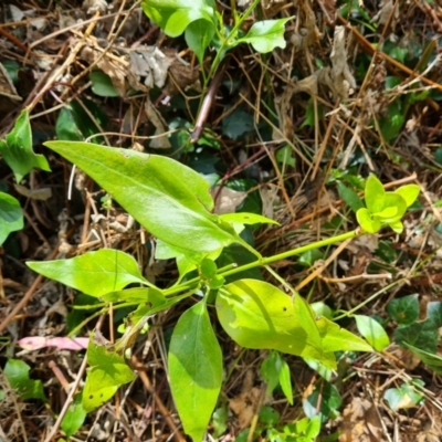 Vinca major (Blue Periwinkle) at Jerrabomberra, ACT - 1 Mar 2022 by Mike