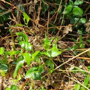 Vinca major at Jerrabomberra, ACT - 1 Mar 2022