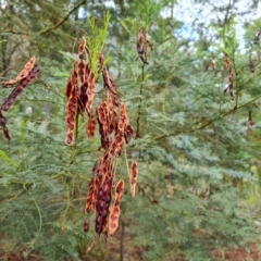 Acacia decurrens at Jerrabomberra, ACT - 1 Mar 2022