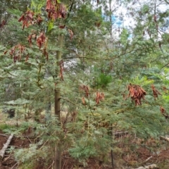 Acacia decurrens at Jerrabomberra, ACT - 1 Mar 2022