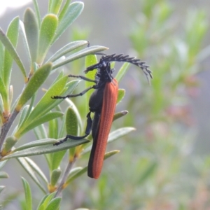 Porrostoma rhipidium at Tennent, ACT - 9 Nov 2021