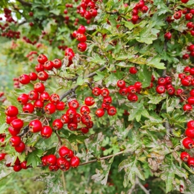 Crataegus monogyna (Hawthorn) at Jerrabomberra, ACT - 1 Mar 2022 by Mike