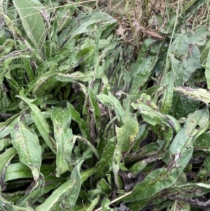 Echium plantagineum at Coree, ACT - 28 Feb 2022 11:31 AM