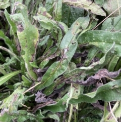 Echium plantagineum at Coree, ACT - 28 Feb 2022 11:31 AM