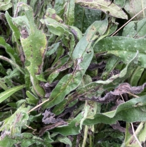 Echium plantagineum at Coree, ACT - 28 Feb 2022 11:31 AM